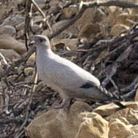 Pigeon de Somalie