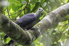 Pigeon des Andaman