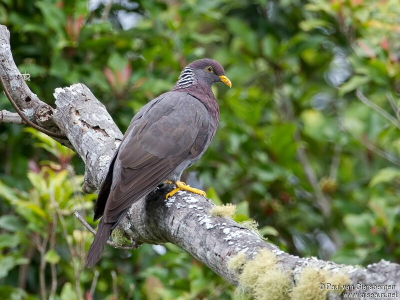 Pigeon des Comoresadulte