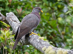 Comoros Olive Pigeon