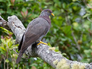 Pigeon des Comores