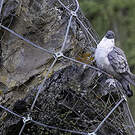Pigeon des neiges