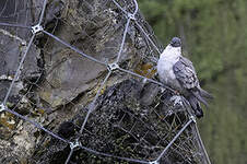 Pigeon des neiges