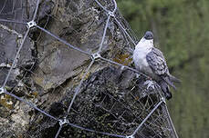 Pigeon des neiges