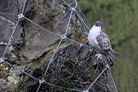 Pigeon des neiges