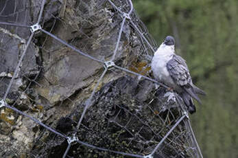Pigeon des neiges