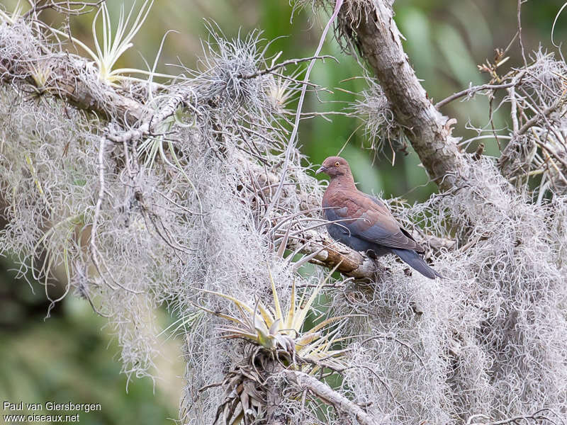 Maranon Pigeonadult, identification