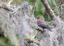 Maranon Pigeon