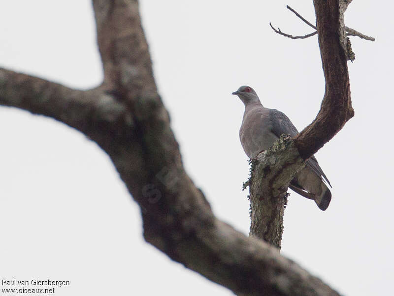 Afep Pigeonadult, identification