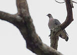 Pigeon gris