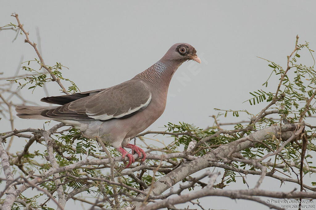 Bare-eyed Pigeonadult