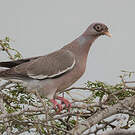 Pigeon jounud