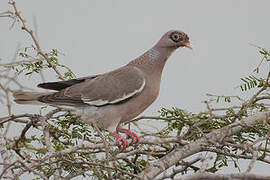 Bare-eyed Pigeon