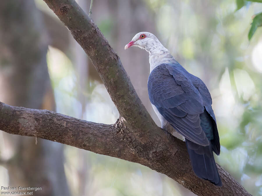 White-headed Pigeonadult, identification