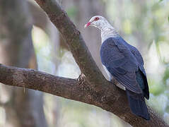 White-headed Pigeon