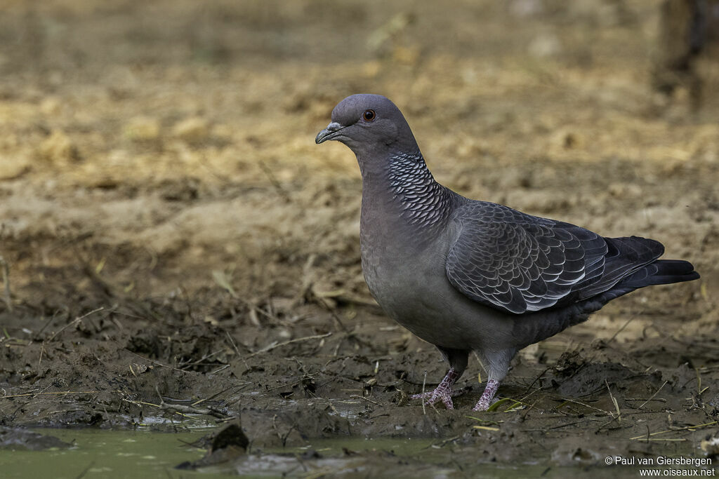 Picazuro Pigeon