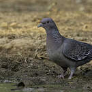 Pigeon picazuro