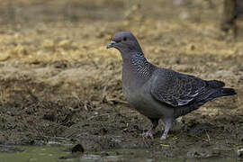 Picazuro Pigeon