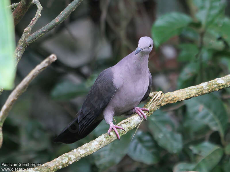 Plumbeous Pigeonadult, habitat, pigmentation