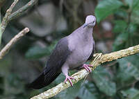 Pigeon plombé