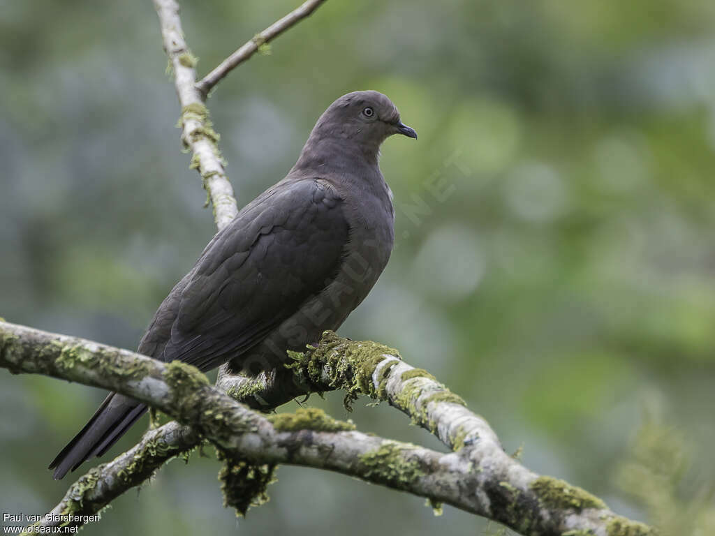 Pigeon plombéadulte, identification