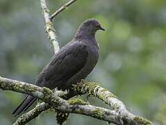 Plumbeous Pigeon