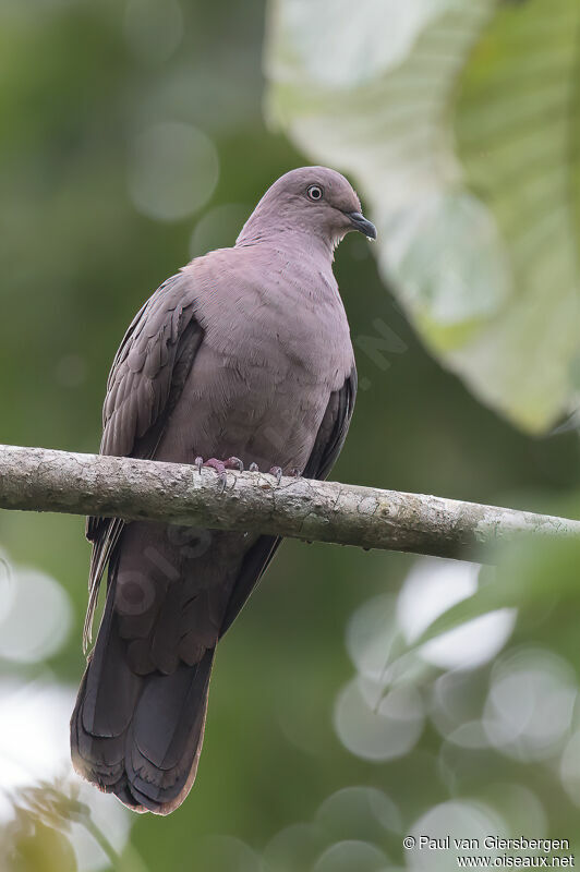 Pigeon plombéadulte