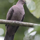 Pigeon plombé
