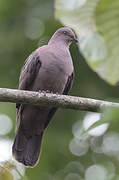 Plumbeous Pigeon