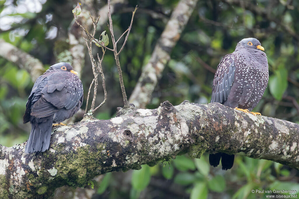 African Olive Pigeonadult