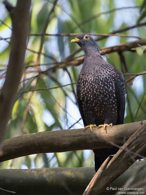 African Olive Pigeonadult