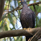 Pigeon rameron
