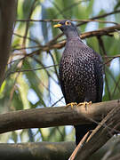 African Olive Pigeon