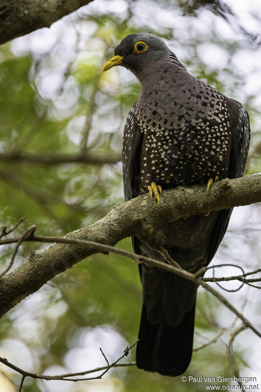 African Olive Pigeonadult