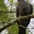 Pigeon rameron