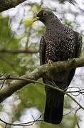 African Olive Pigeon