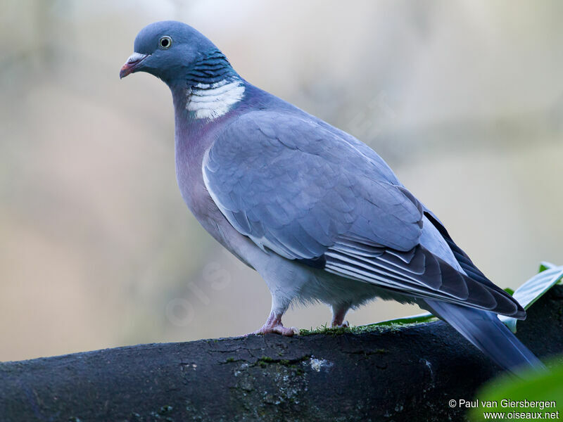 Common Wood Pigeon