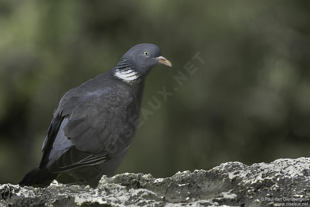 Pigeon ramieradulte