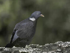 Common Wood Pigeon