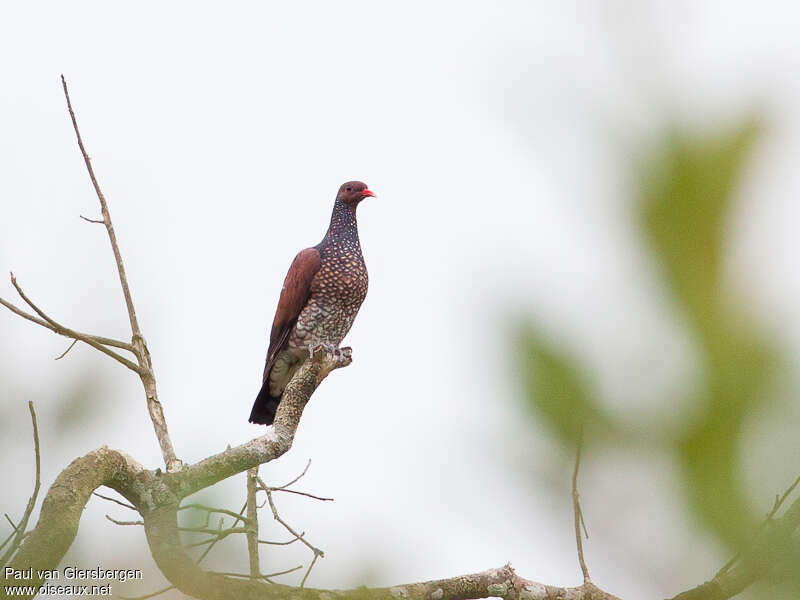 Pigeon ramiret mâle adulte, habitat, pigmentation