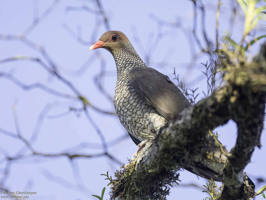 Pigeon ramiret femelle adulte, identification