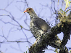 Scaled Pigeon