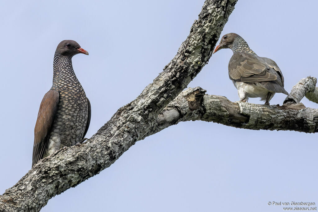 Pigeon ramiretadulte