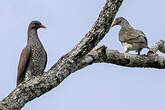 Pigeon ramiret