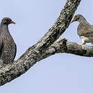 Pigeon ramiret