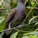 Pigeon ramiret