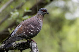 Speckled Pigeon