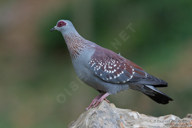 Speckled Pigeon