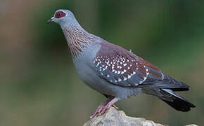 Speckled Pigeon