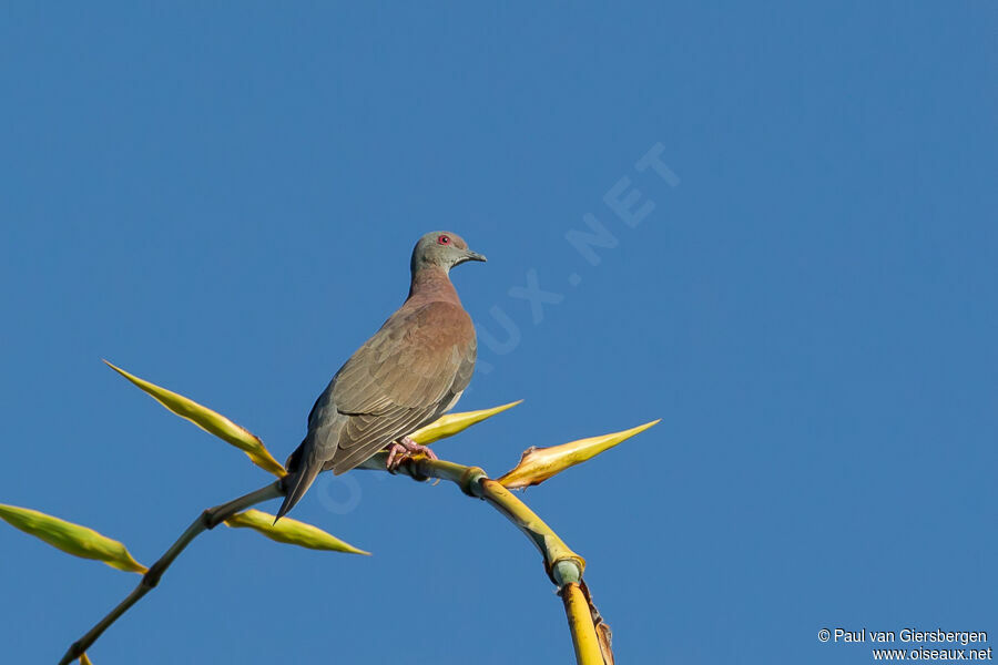 Pigeon rousset